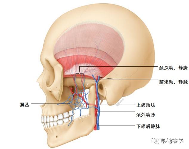 颞浅筋膜深面是颞深筋膜