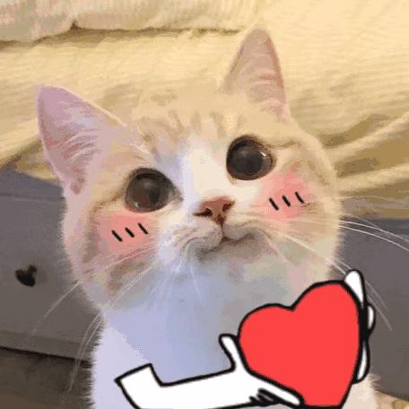 几个月不回家 猫咪还记得我吗 知乎
