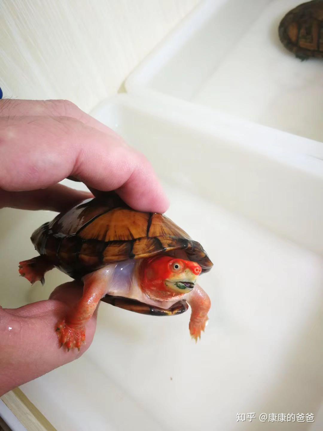 红面蛋龟 红面的发色和培育 - 知乎