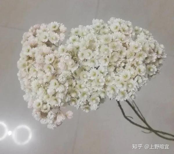 澳洲米花 爆米花 我从远方来 知乎