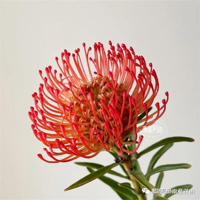 红色针垫花 · 烟花向阳而生 - 知乎