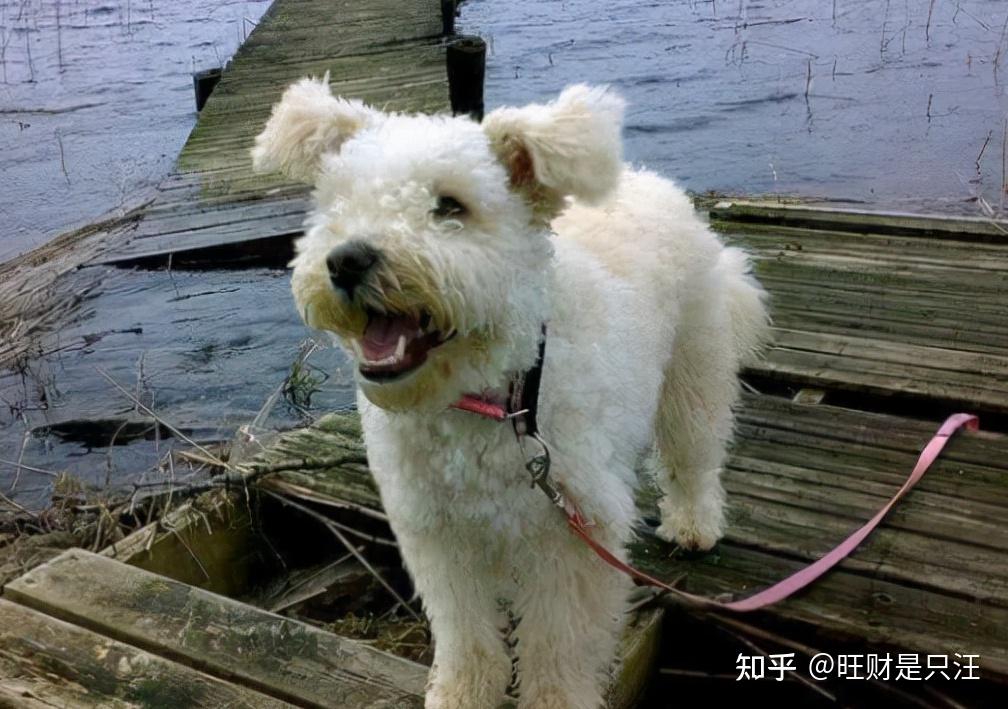 这些"冷门"却"好看"的狗,你估计都不知道! - 知乎