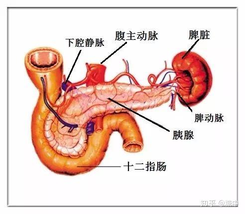 正确认知胰岛细胞及其重要的分泌功能