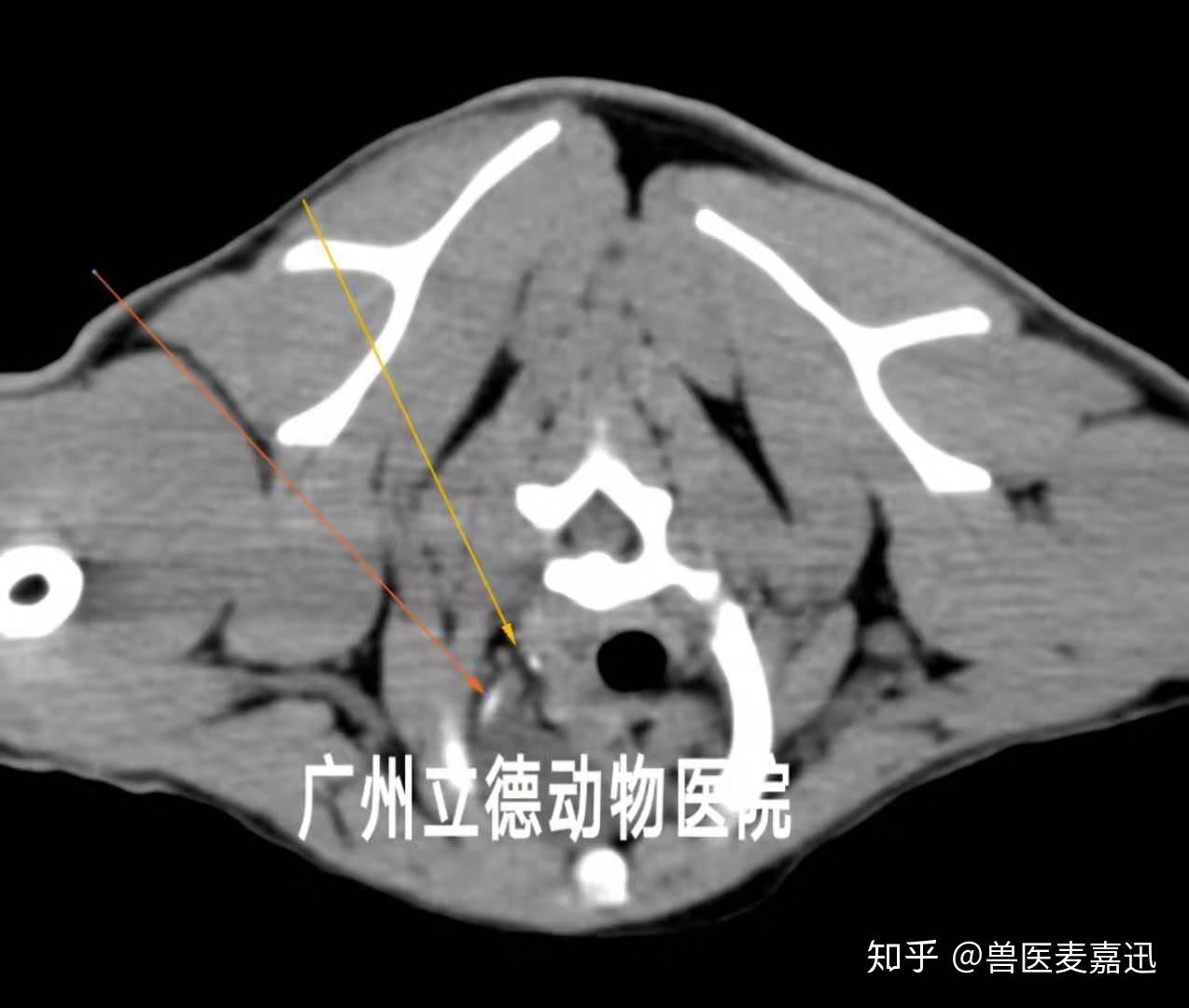 宠物的潜伏杀手:一文读懂猫狗乳糜胸的诊断和治疗 - 知乎