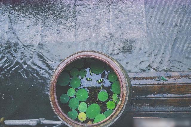 梅雨時節的夏夜候人不至是什麼體驗閒敲棋子落燈花