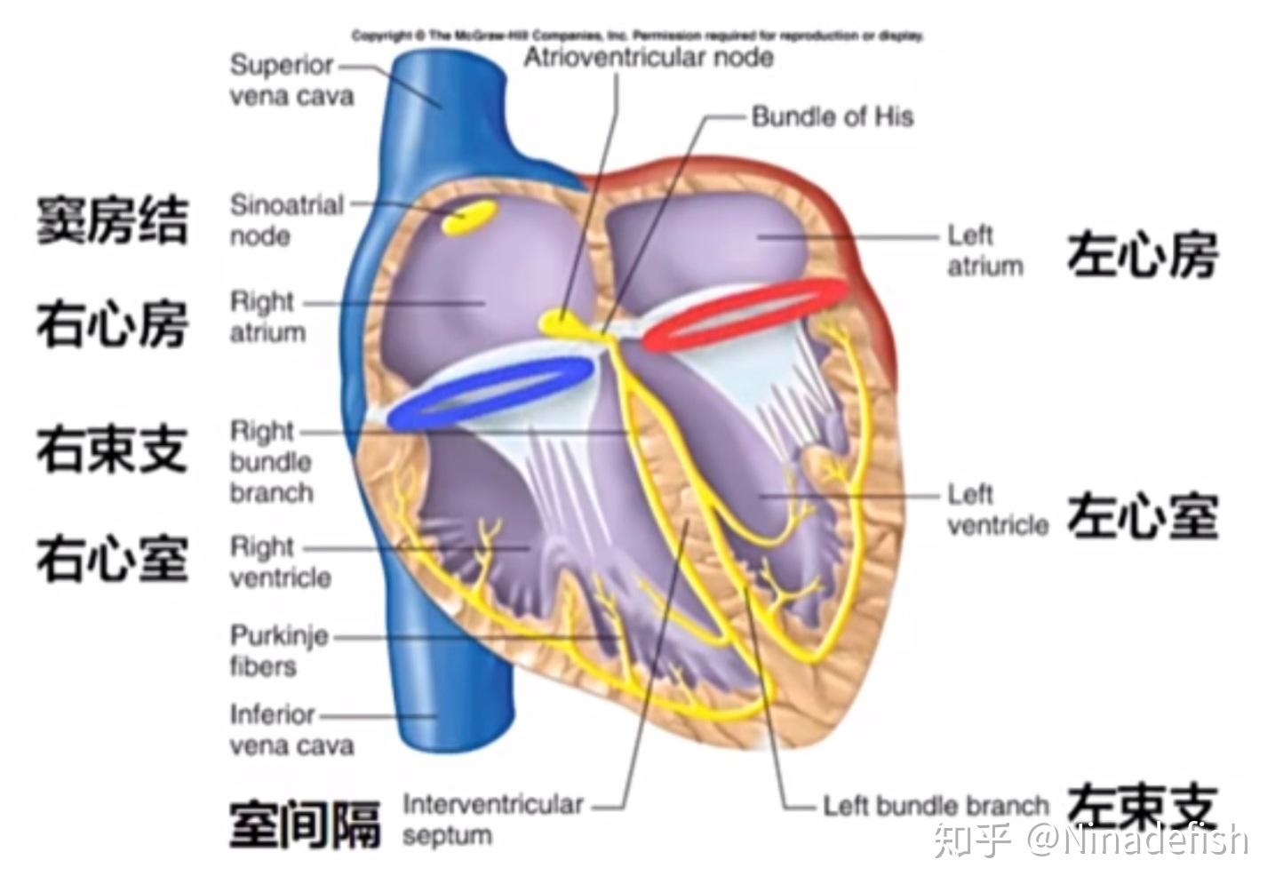 整理：心血管系统结构功能与健康 - 知乎