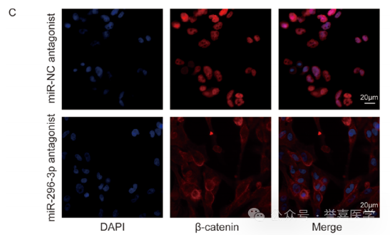 一文理清免疫荧光实验流程和常见问题！ - 知乎