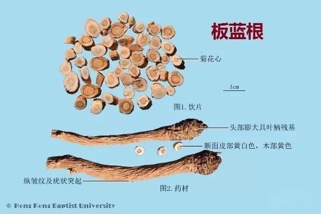 223种中药的鉴别图谱(彩图注释) - 知乎