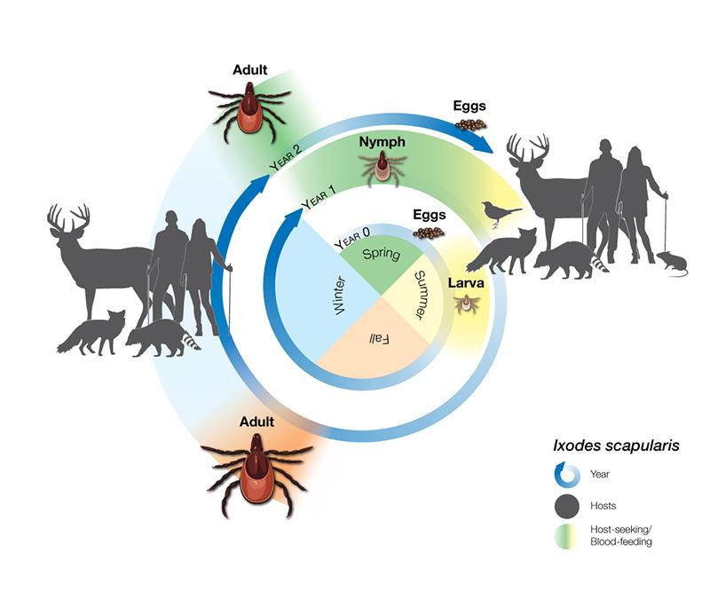 男子被蜱虫咬后进icu,蜱虫是如何盯上我们的?我们该如何防范? - 知乎