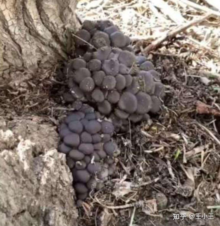 自然界有黑色的蘑菇吗?有毒吗?-时尚百科