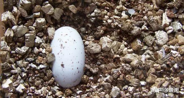 黄缘蛋蛋的孵化
