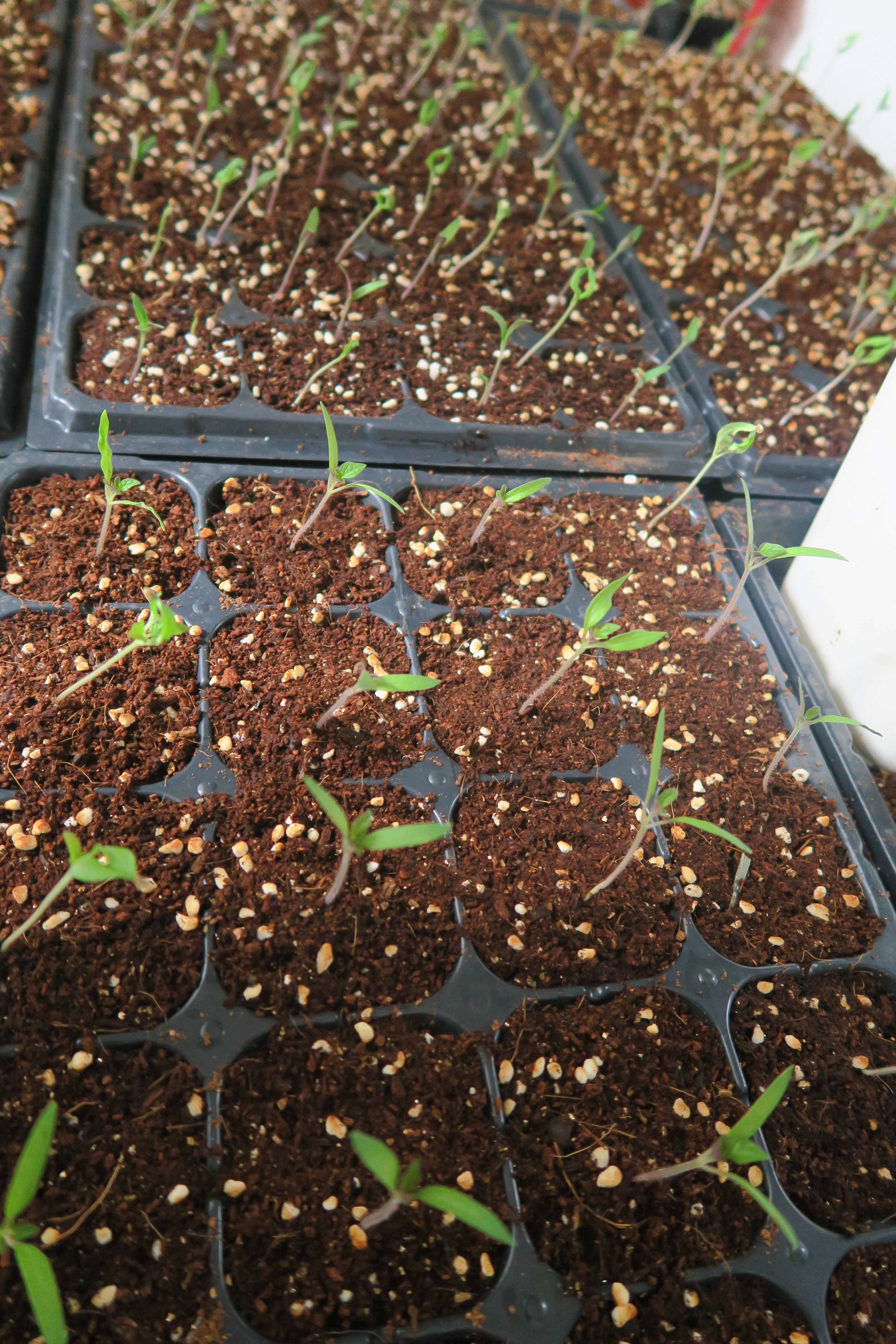 小番茄的播种 - 知乎