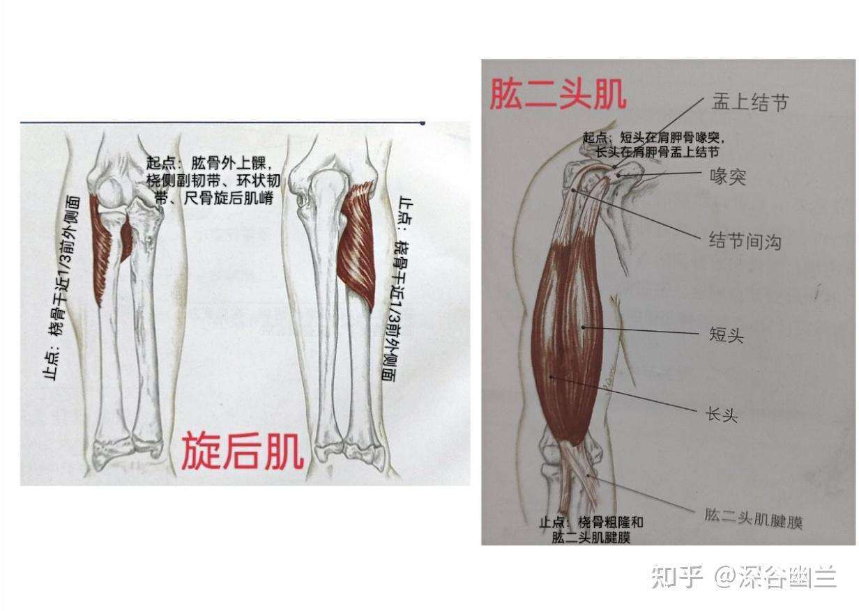 上肢旋前和旋后图解图片