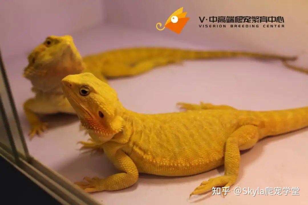 Viserion:鬃狮蜥的颜色品种分类 - 知乎