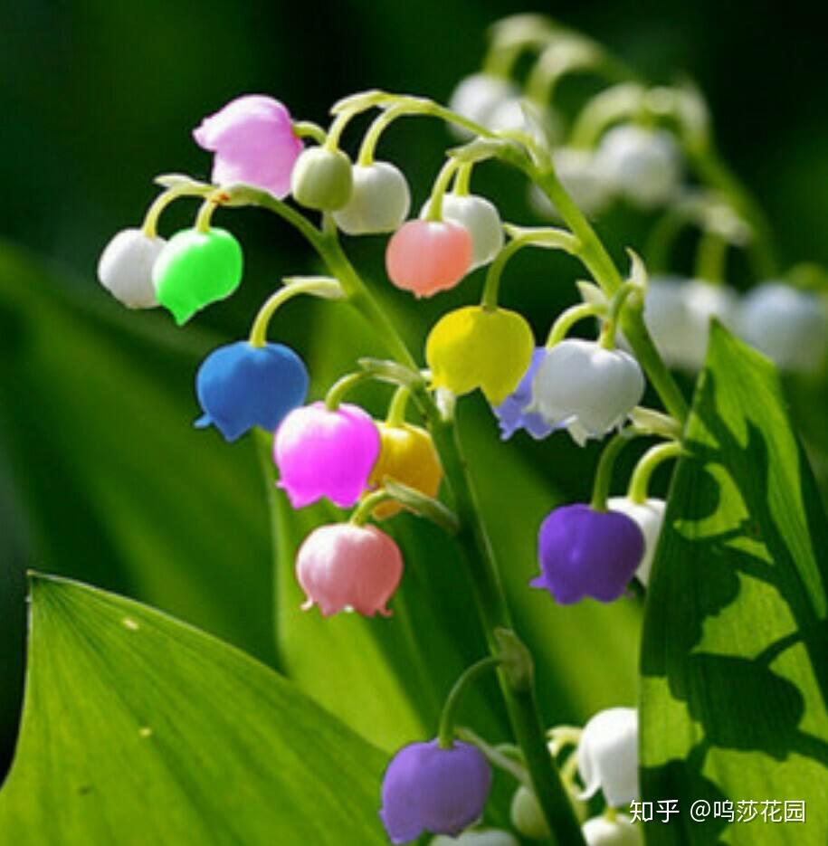 手捧铃兰,你就是世上最美的新娘