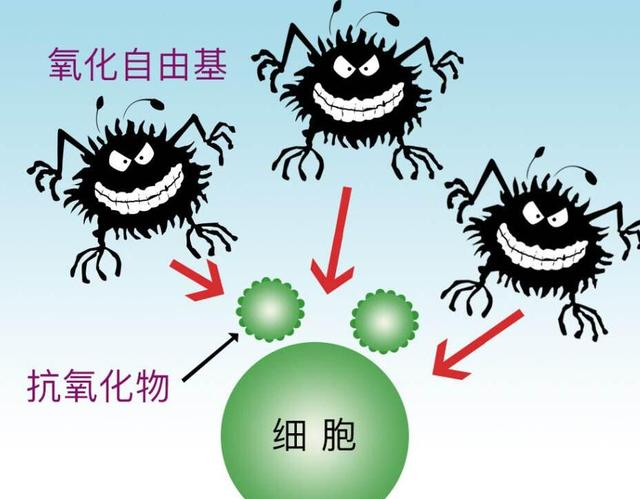 半胱氨酸的功能,人体抗氧剂,清理自由基
