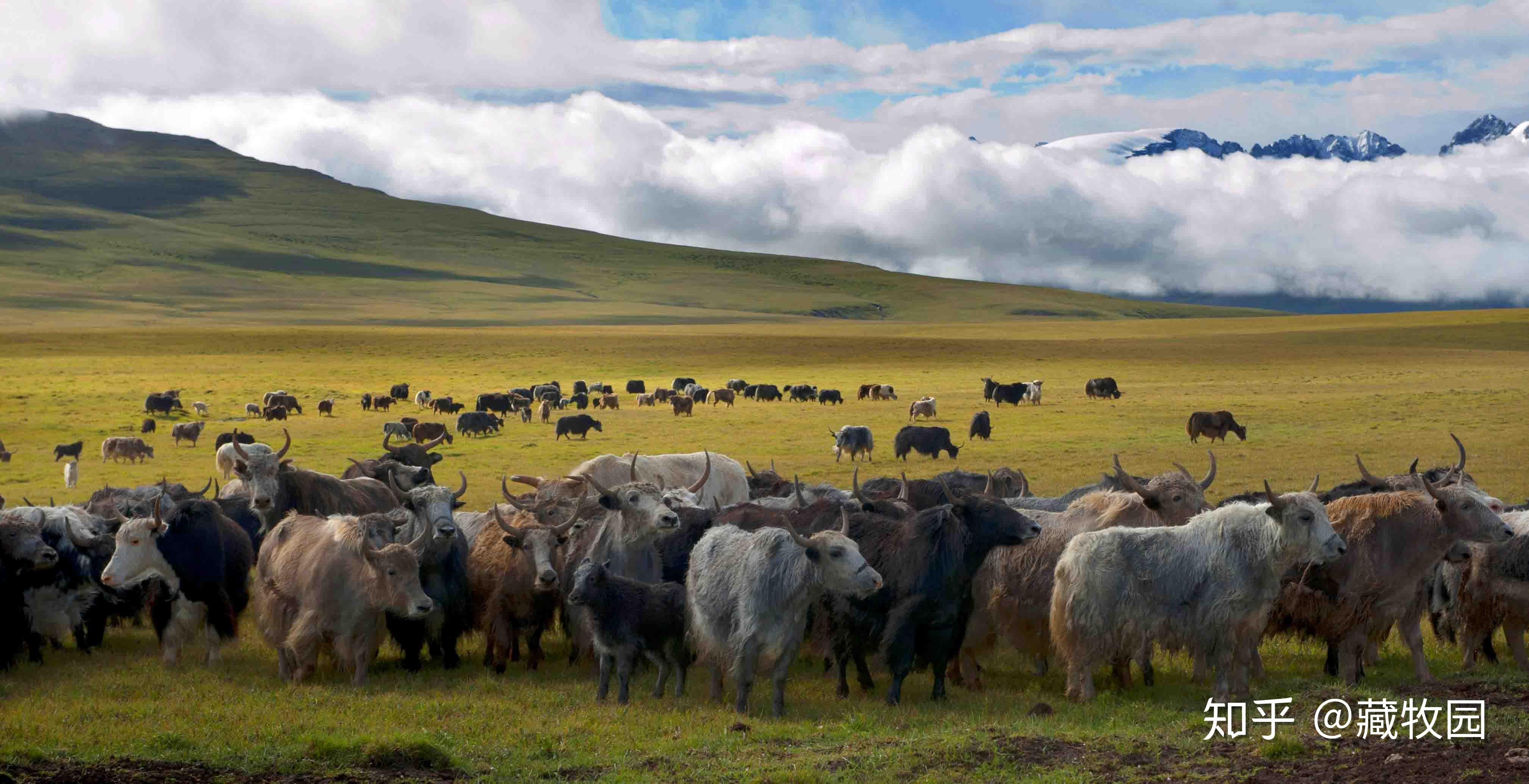 神奇动物在西藏——喜马拉雅旱獭_青藏高原