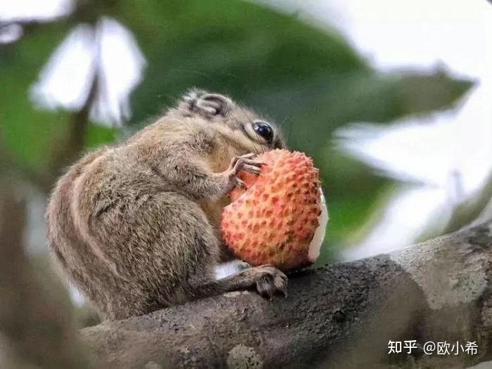 2023年吃荔枝文案：吃荔枝，立长志；荔枝甜，志向远！ - 知乎