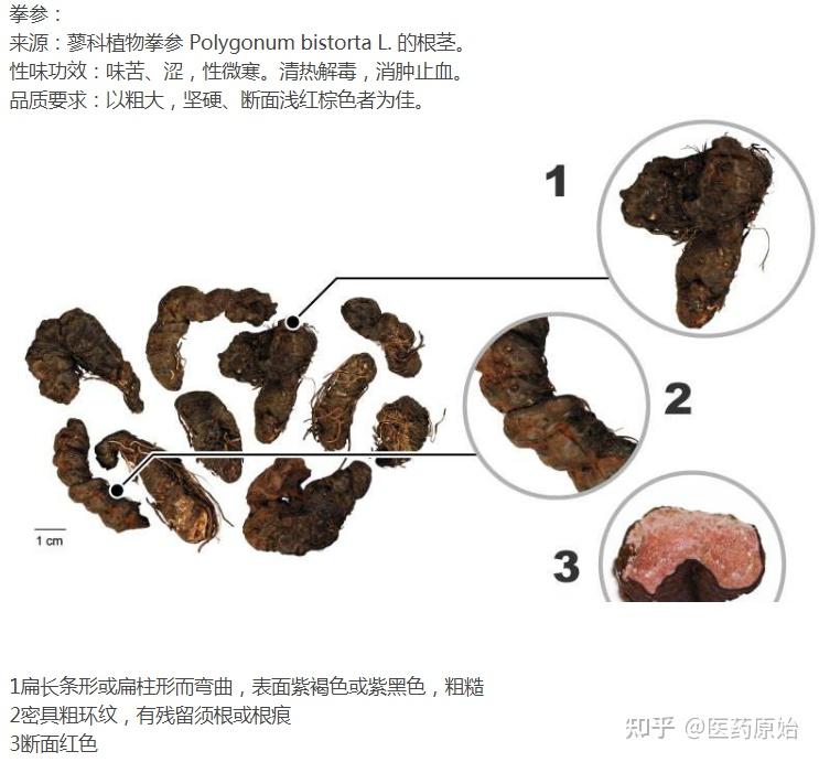重楼重楼与拳参图文鉴别5,重楼伪品:拳参,草血竭和珠芽蓼头顶一颗珠
