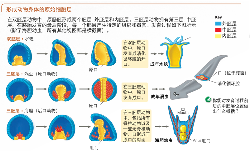 圆口动物图片