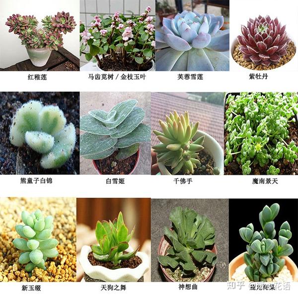 お気に入り】 多肉植物② 植物/観葉植物 - www.comunicandosalud.com