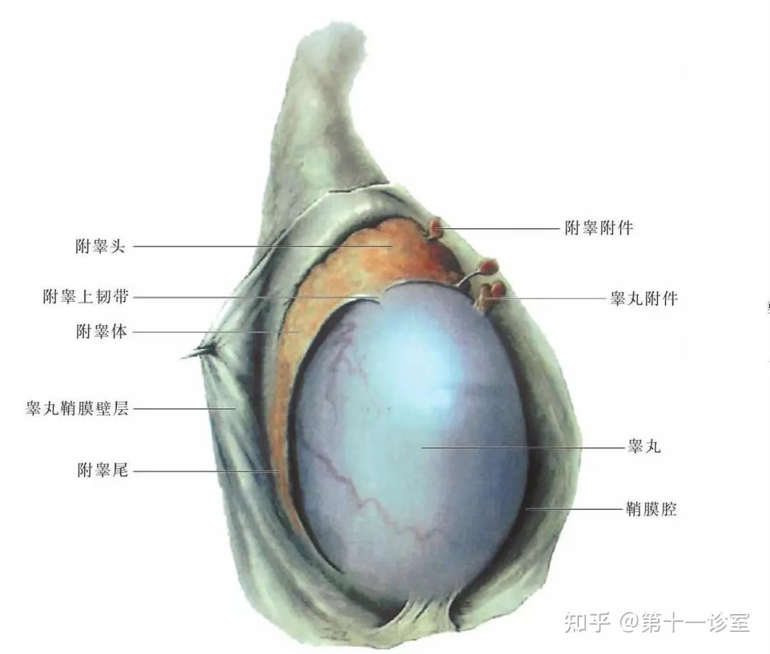 睾丸实质由200~300个睾丸小叶组成,睾丸小叶内有曲细精管和间质细胞