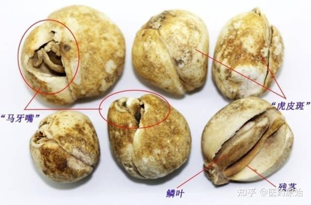 带你识别川贝母