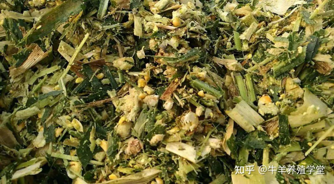 南方北方开启青贮季，青贮为什么要放草料发酵剂？ 知乎 