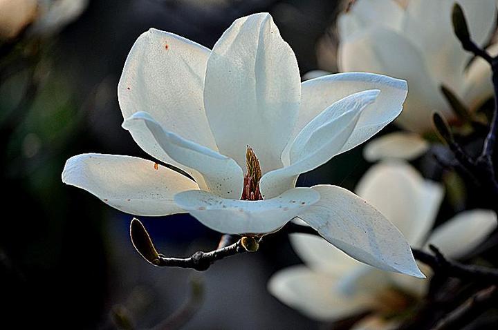 白兰花 嫣然含笑的大女主 知乎