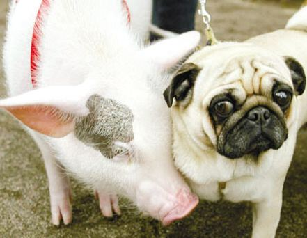 如何看待重庆8人大排档消费1100元后集体逃单断后男