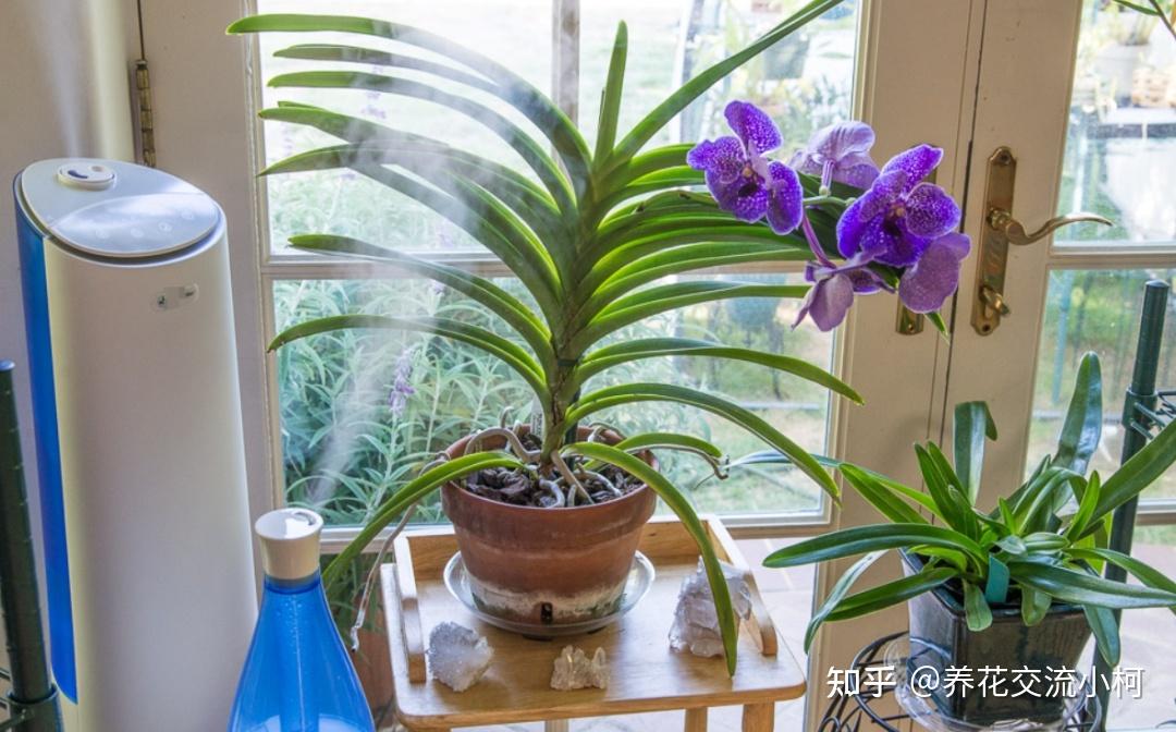 室内兰花养护通用技巧,这12点做好,各类兰花都能养好 - 知乎