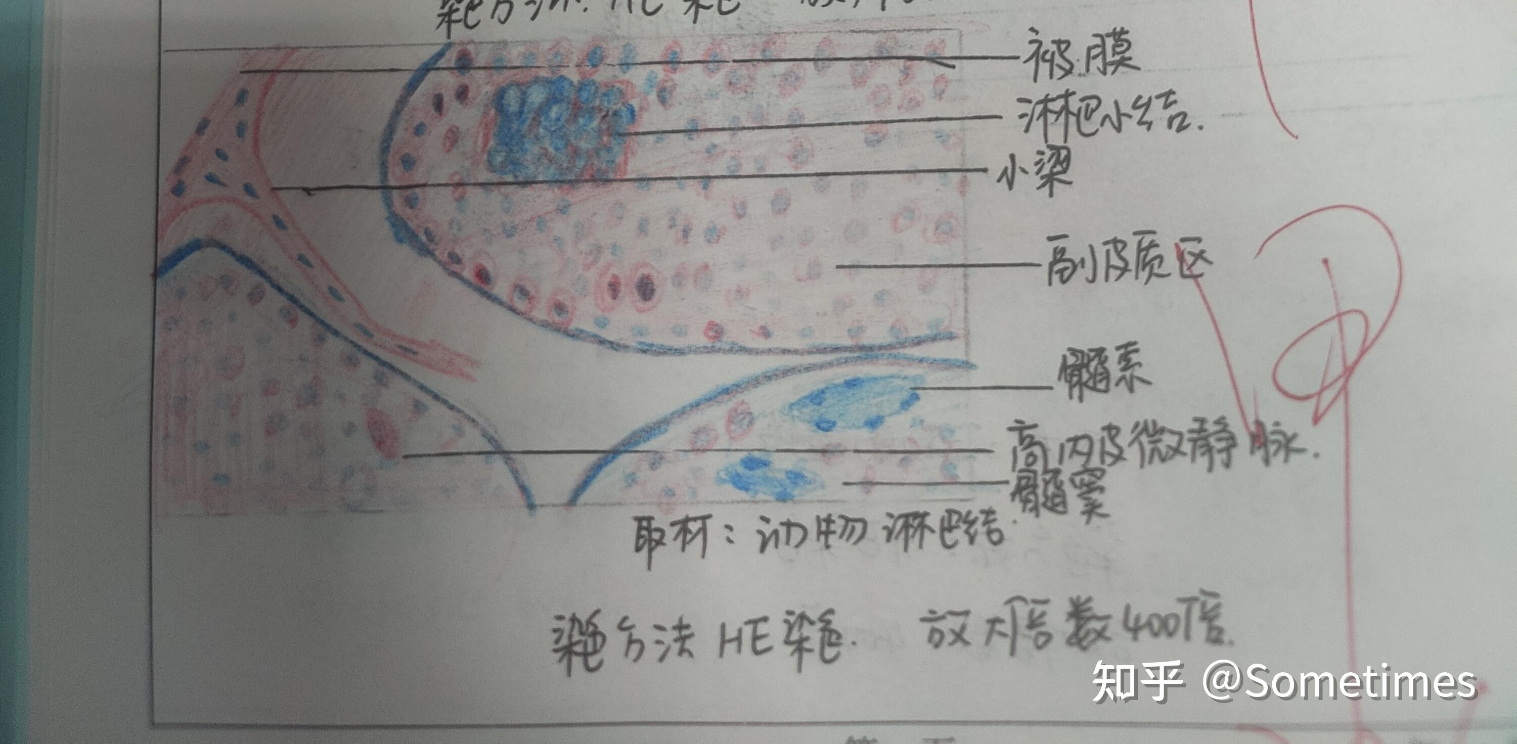 组胚红蓝铅笔绘图