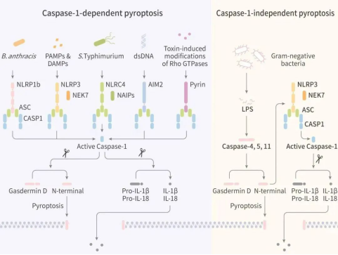 一文读懂:细胞焦亡(pyroptosis),干货满满 - 知乎