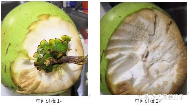 无工具开椰子技巧图片