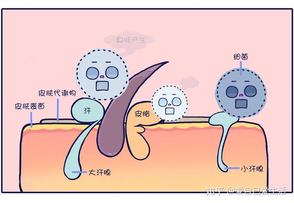 这篇【腋下管理指南】还不赶快收下! - 知乎