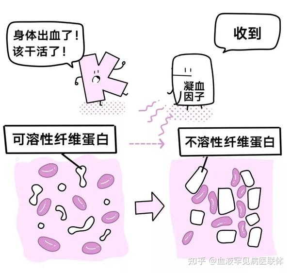 关注“玻璃人”丨补充维生素K对治疗血友病有用吗? - 知乎