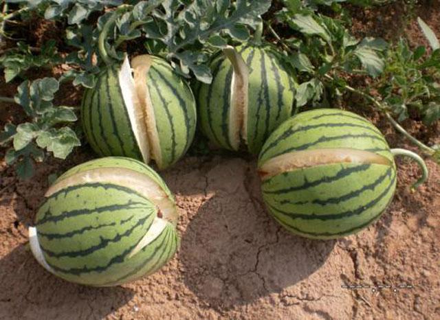 西瓜裂瓜,心疼的要命,精确找准原因,轻松解决裂瓜问题!
