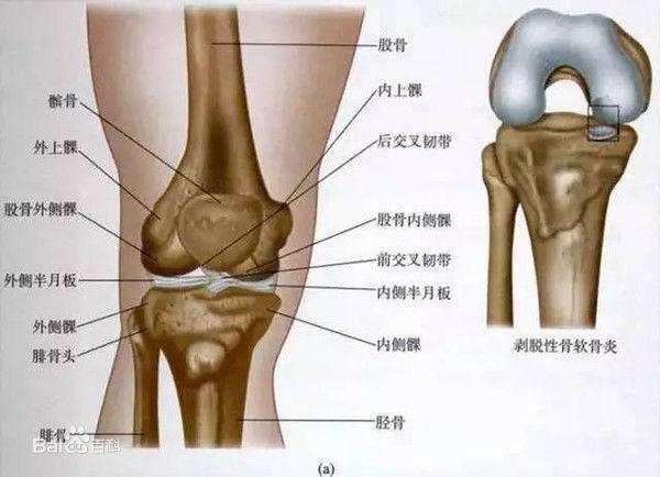 膝关节前交叉韧带术后康复指南 知乎