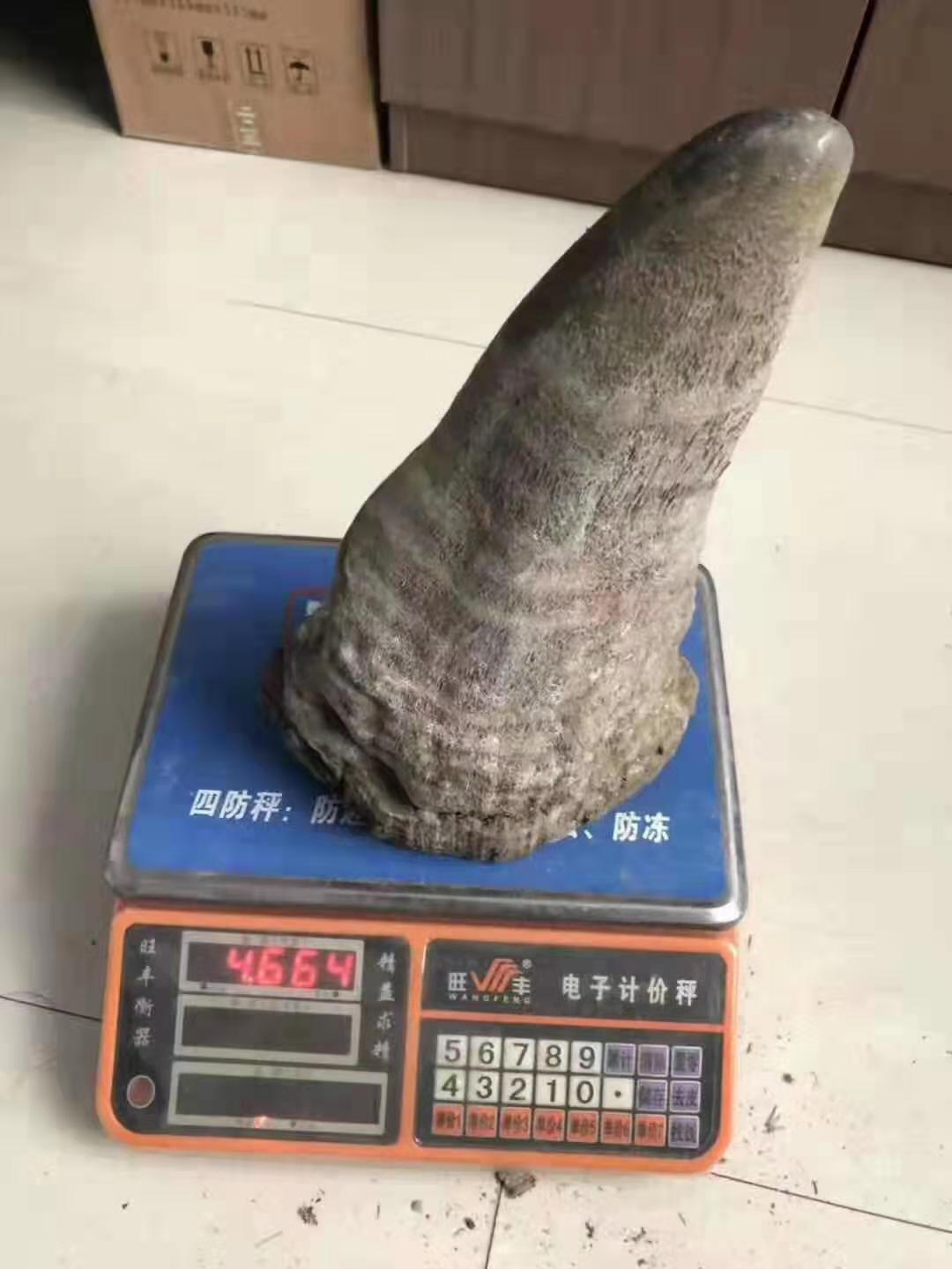 犀角多少钱一克被禁止后的价格飙升