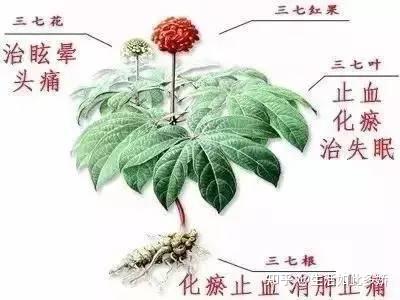 三七叶的功效你知道吗？ - 知乎