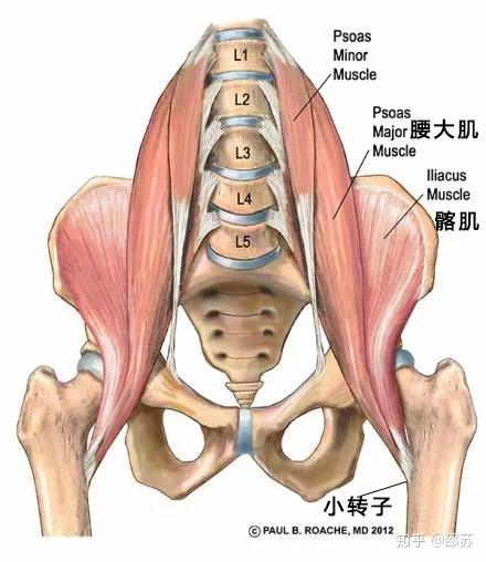 请问大腿根儿嘎嘣响是什么情况呢