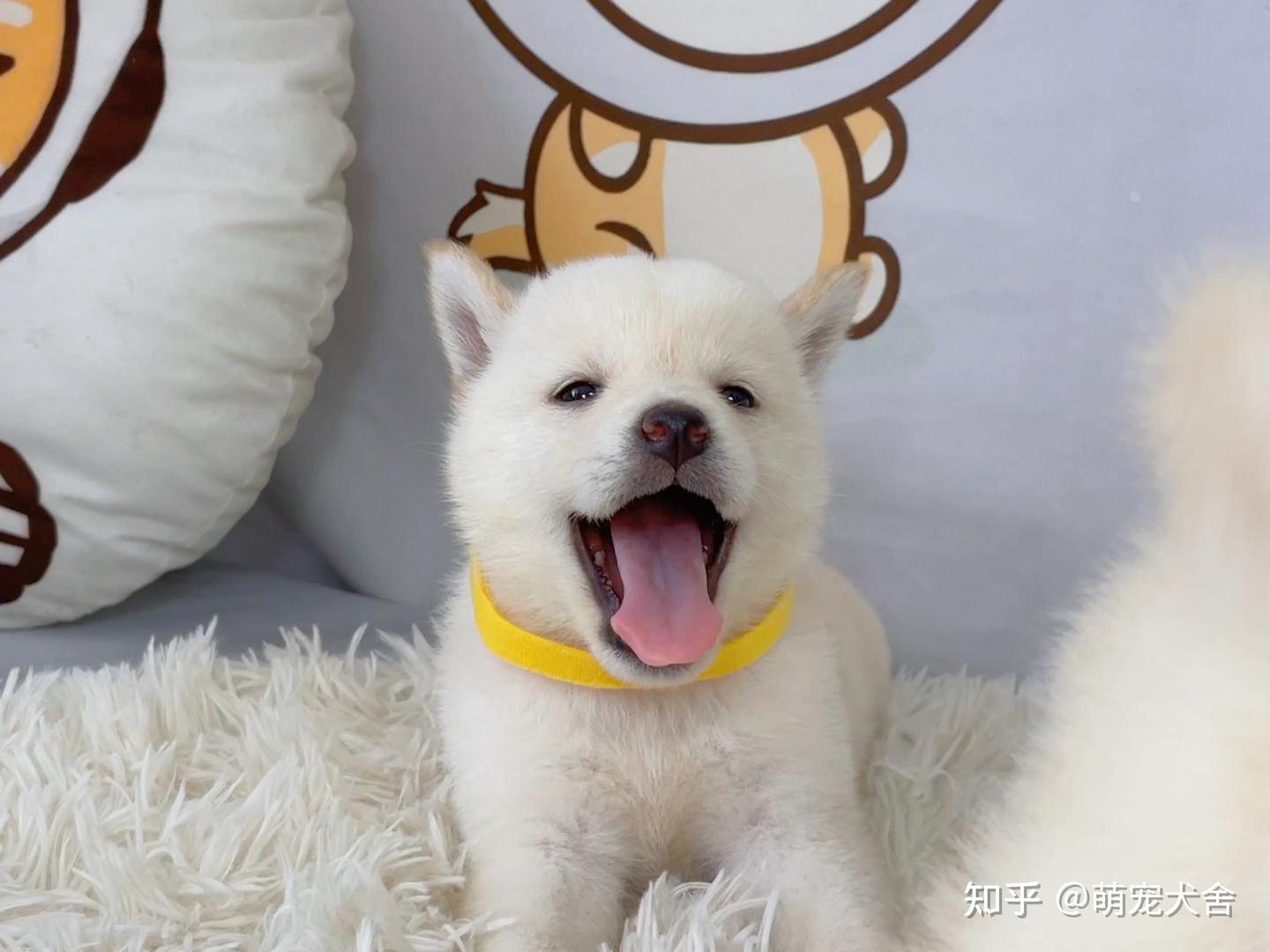 柴犬的价格到底是多少呢？ - 知乎