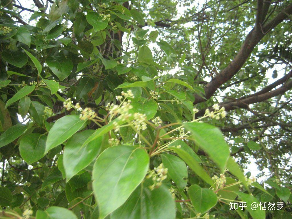 萬花路邊香樟樹