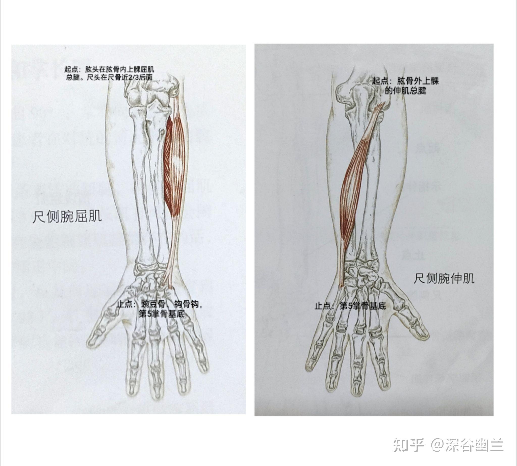 使腕关节桡偏的肌肉是桡骨侧的桡侧腕长伸肌,桡侧腕短伸肌,拇长伸肌
