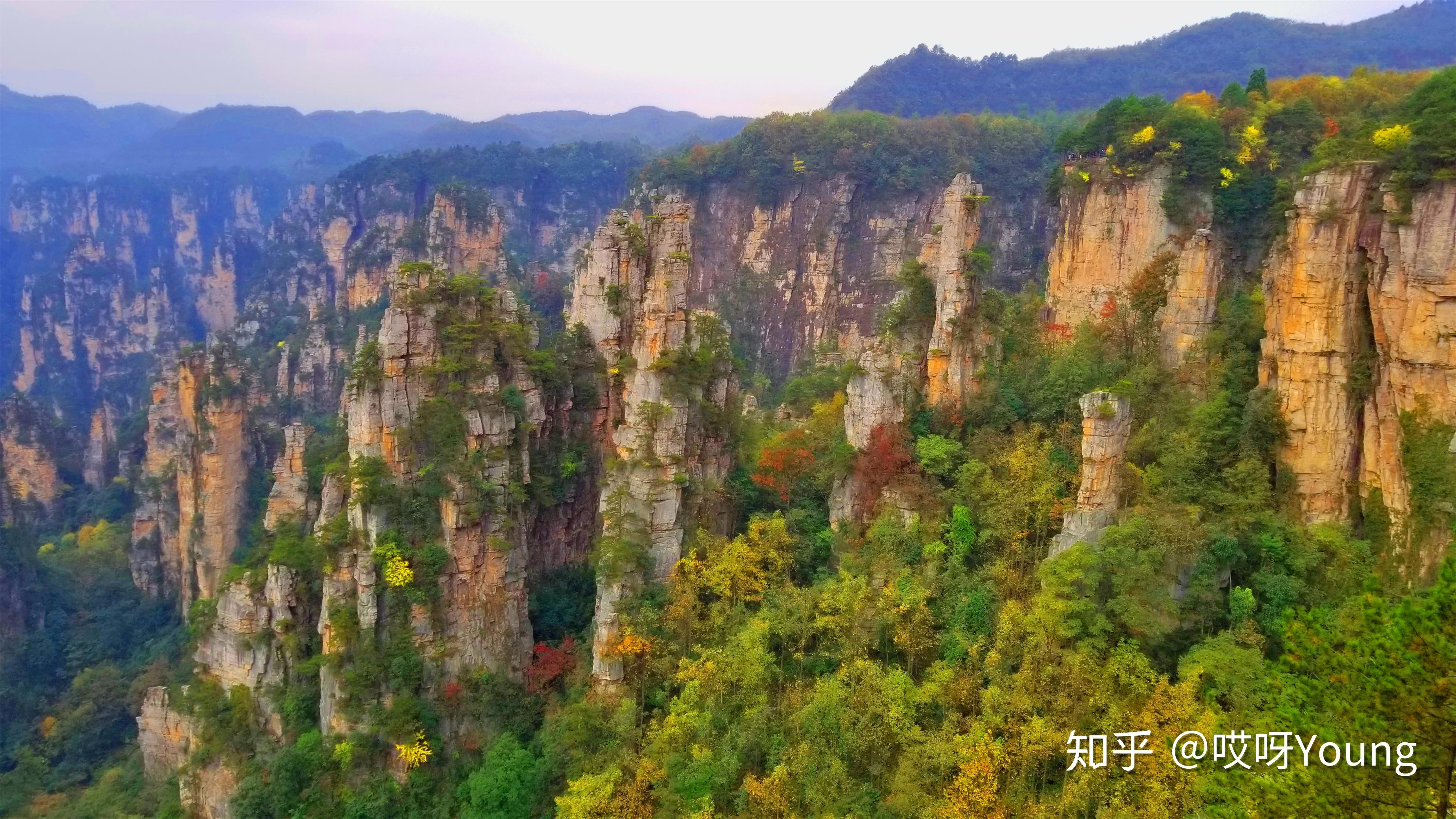 2019年的丁香榕村 - 知乎