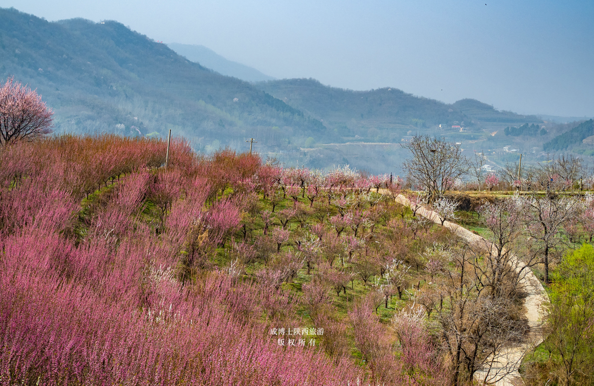 据说是西安周边最大的梅花种植基地周至陈家梁也称龙阳沟