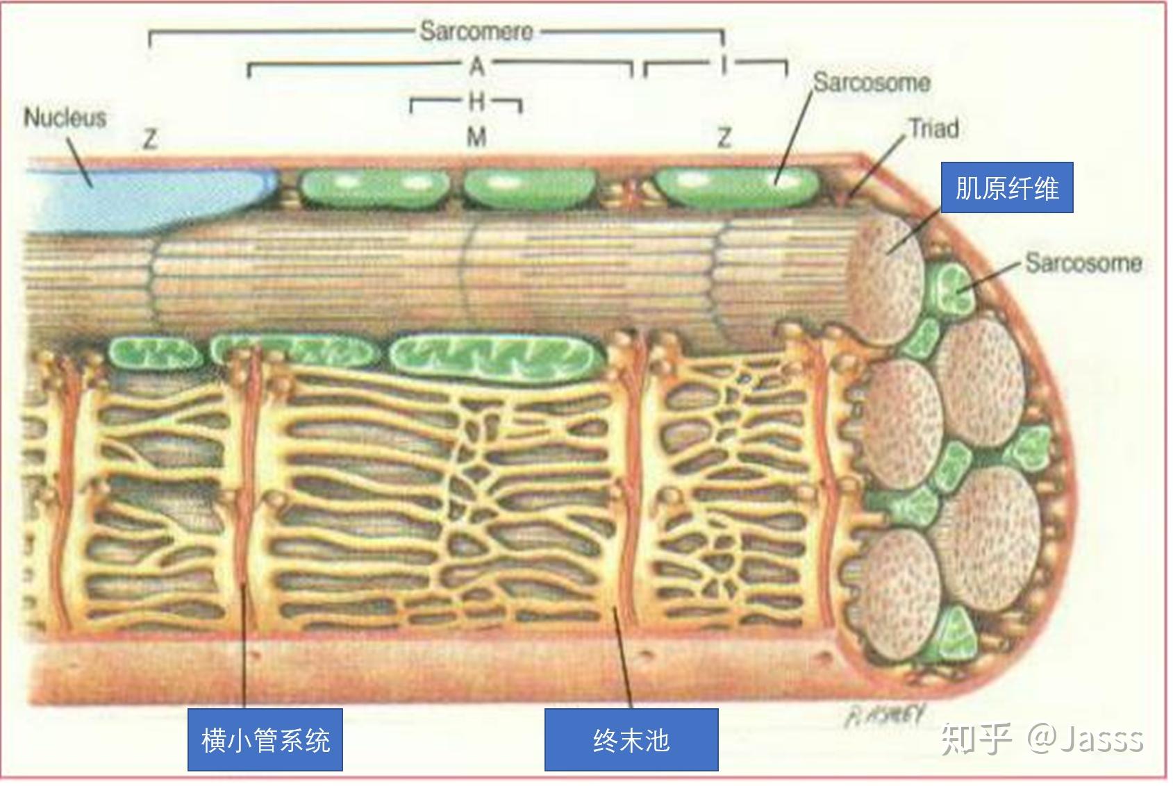 骨骼肌肌原纤维示意图图片