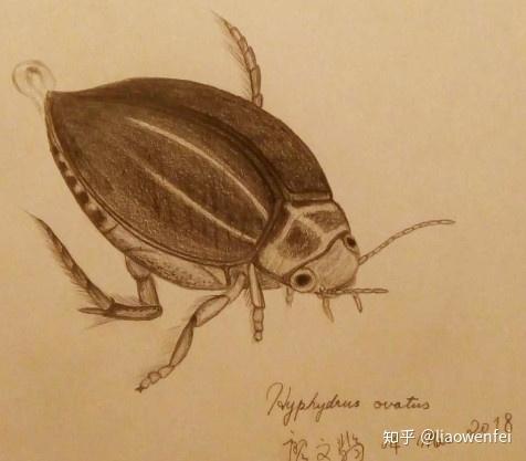 可爱的卵形球龙虱 - 知乎