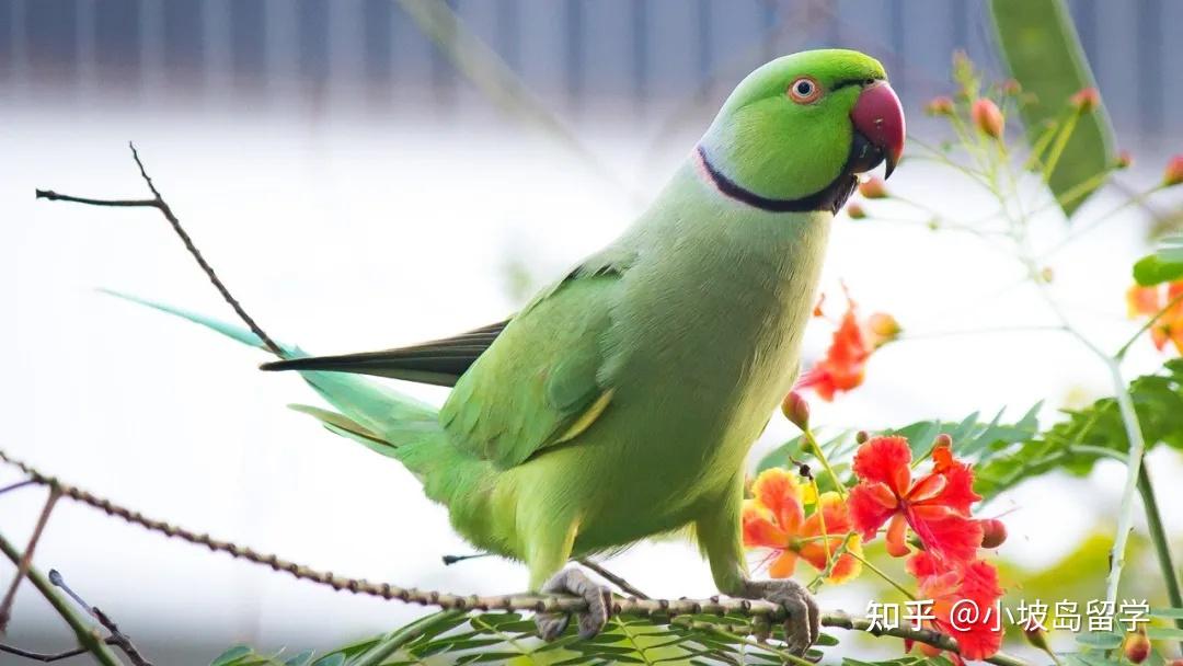 红领绿鹦鹉  (psittacula krameri)