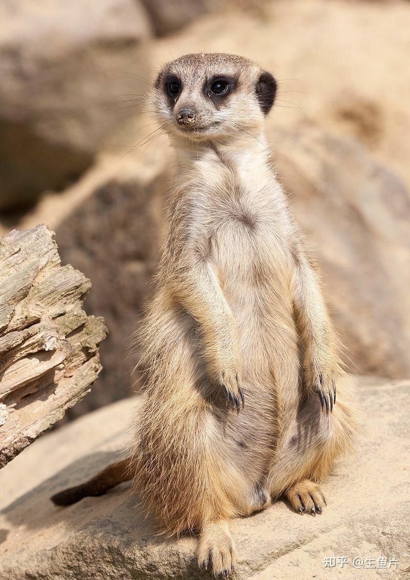 最近经常看到的一个白色摊手瞪着眼睛的猴子表情包的出处哪里